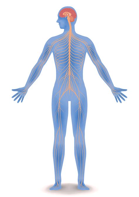 Central Nervous System: brain and spinal cord - Queensland Brain ...