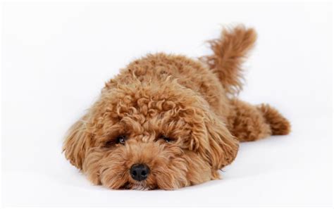 Cavapoo Haircuts - Different Types Explained - CavapooLove