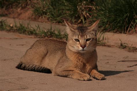 The Chausie Cat Breed: An Exotic and Wild Domestic Hybrid | PetHelpful