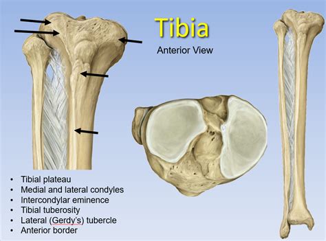 Tibial Intercondylar Eminence