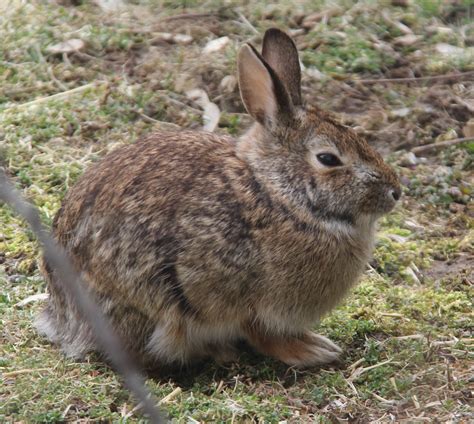 Wild vs. Domestic Rabbits | Rabbit Rescue