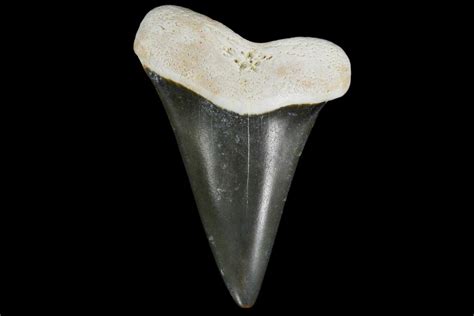 1.61" Fossil Mako (Isurus) Tooth - Bone Valley, Florida For Sale ...