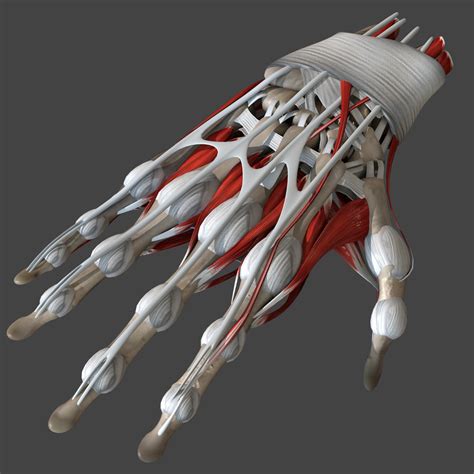 Human hand anatomy bones 3D model - TurboSquid 1520188