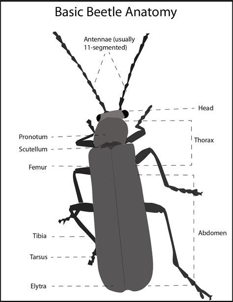 Tejon Ranch Conservancy Blog: Wildlife Profile: Beetles