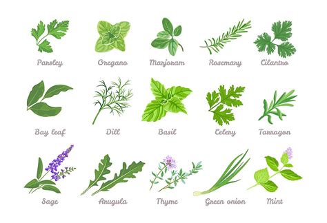 List of Herbs & Spices Names For Kids (With Pictures)