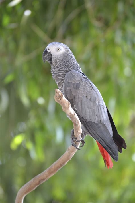 African parrot - Gabon | African grey parrot, African grey, Funny parrots