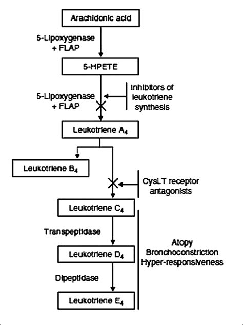 | Cysteinyl leukotriene synthesis pathway. Leukotriene biosynthesis ...