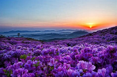 Flowers Mountain Wallpapers - Top Free Flowers Mountain Backgrounds ...