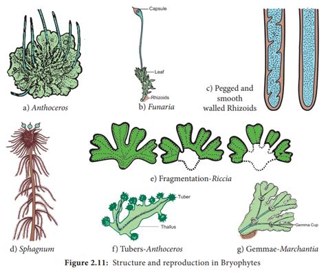 General characteristic features of Bryophytes