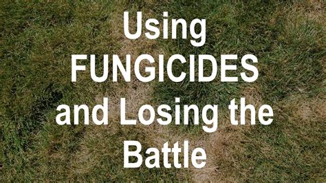 Necrotic Ring Spot Treatment - Why You Should Never Apply Fungicides ...