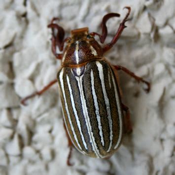 Large Striped Beetle? - Polyphylla crinita - BugGuide.Net