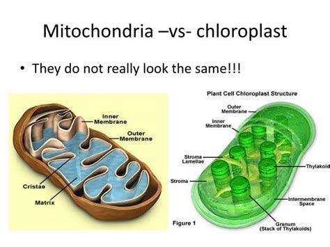 PPT - The Cell As A “City” PowerPoint Presentation - ID:6996464