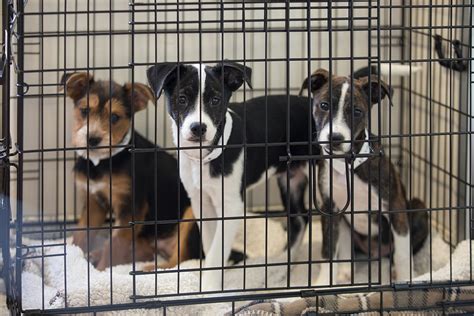 Animal shelters plead for help as facilities reach capacity — The ...