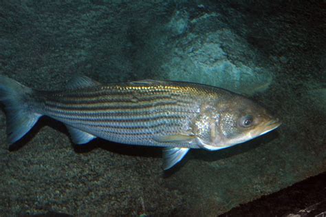 Tips For Catching Freshwater Striped Bass | Great Days Outdoors