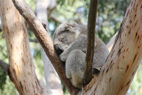 Koala Conservation Centre - Park Prices & Ticket Fees, Phillip Island