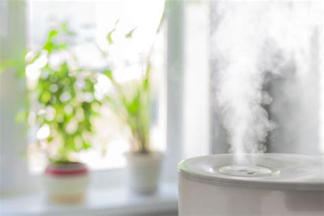 Essential Oils You Can Use For Your Humidifier - Plant Guru