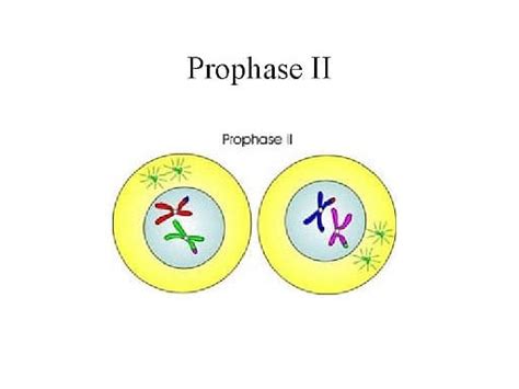 Stages of Meiosis: Prophase, Metaphase, Anaphase, Telophase, Cytokinesis