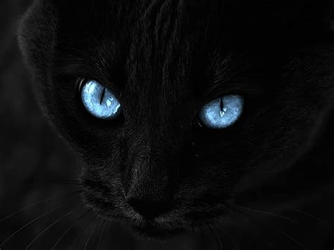 🔥 [40+] Black Cat Eyes Wallpapers | WallpaperSafari