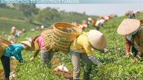 Subsistence Farming | Definition, Types & Examples - Lesson | Study.com