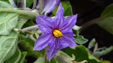 FLORAL FRIDAY FOTOS: FFF163 - EGGPLANT FLOWER