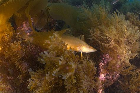 Heterostichus rostratus - Giant kelpfish | Reef Life Survey