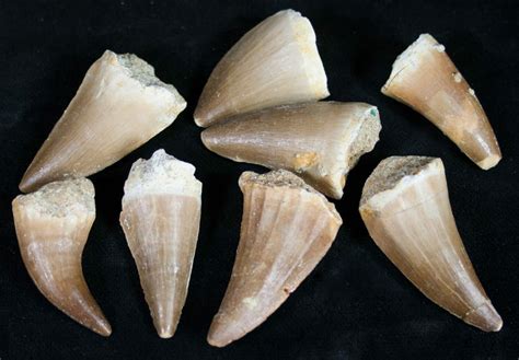 Bulk Fossil Mosasaur Teeth - 25 Pack For Sale - FossilEra.com