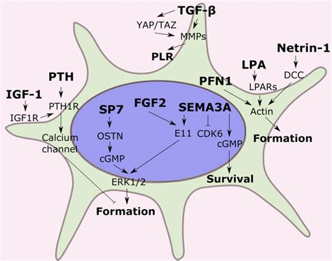 Genes and signaling pathways that are involved in osteocyte dendrite ...