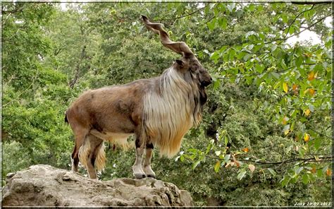 Markhor - National Animal Of Pakistan - Stories Today