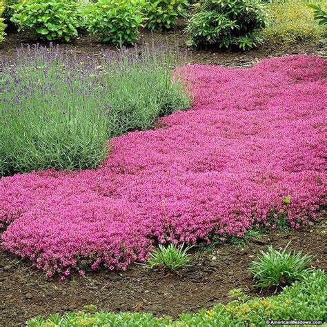 Creeping Thyme, Thymus praecox Coccineus with Lavender | Ground cover ...