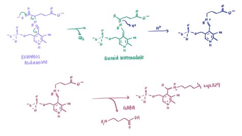 Glutamic Acid Decarboxylase Mechanism – The Biochemistry of Sleep