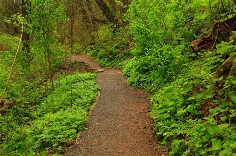 Pacific Northwest Forest Hiking Trail Stock Photo - Image of hiking ...