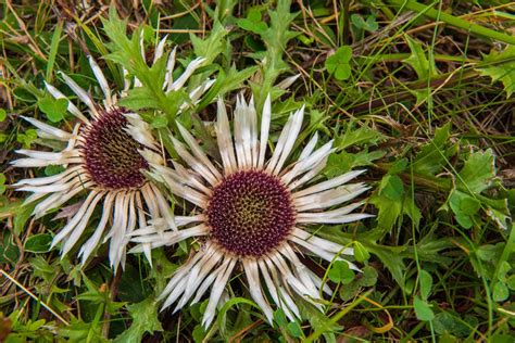 Carlina acaulis - Stemless Carline Thistle - Carline Thistle - New York ...