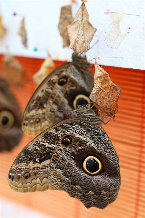 Brown Butterflies in the Garden Stock Photo - Image of life, pins ...