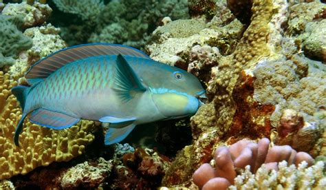 Parrotfish May Help Revive Dying Coral Reefs | Courthouse News Service