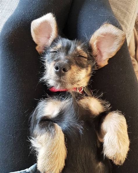 Schnauzer Dachshund Mix: The Beloved Schnekingese