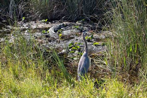 8 Best Places to See Wildlife in Everglades National Park - The ...