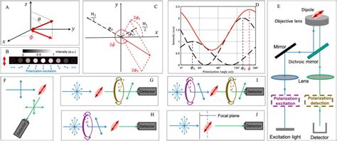 Advances of super-resolution fluorescence polarization microscopy and ...