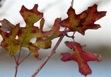 Cold fronts match Lubbock's historic climate data