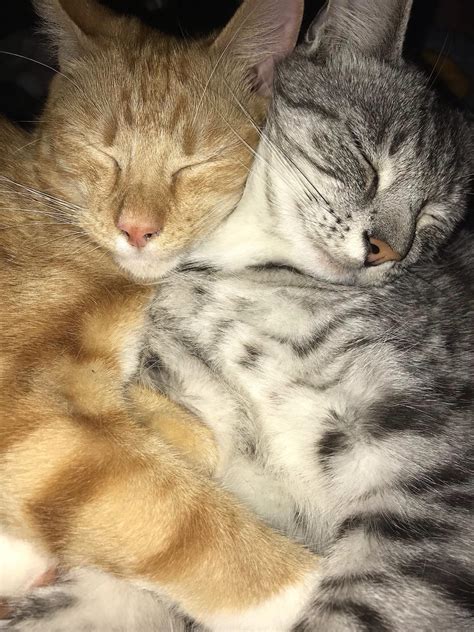 My 2 cats cuddling : r/aww