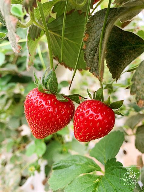 Strawberry Farms: The Hidden Edible Gems of Riyadh - Dq Living Magazine