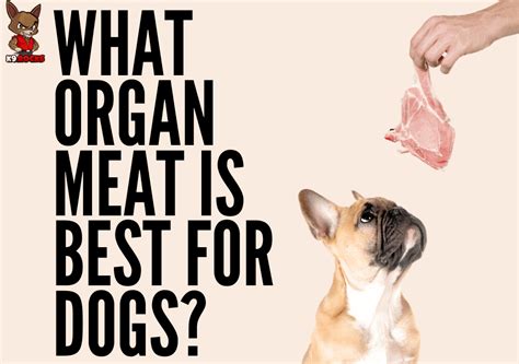 What Organ Meat is Best for Dogs? - K9 Rocks