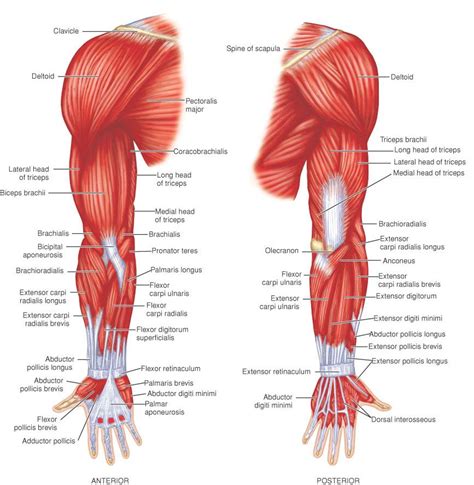 Diagram Of Human Arm Muscles