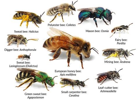 World’s Smallest, Largest, and Weirdest Bee Species - The Best Bees Company