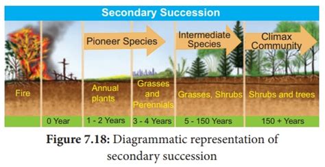 Plant Succession - Causes, Characteristics, Types, Process ...