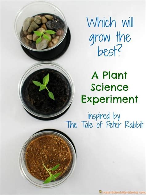 Which plant will grow the best? Try this plant science experiment ...