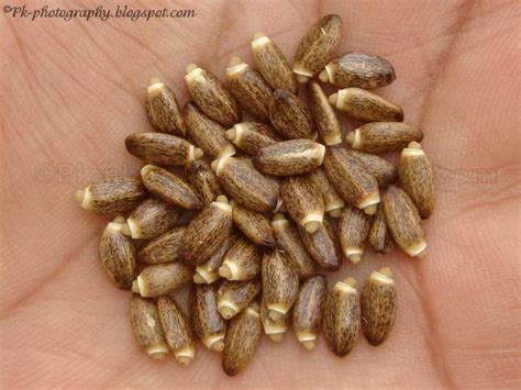 Milk Thistle Seeds | Nature, Cultural, and Travel Photography Blog