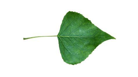 Black Poplar (Populus nigra) - British Trees - Woodland Trust