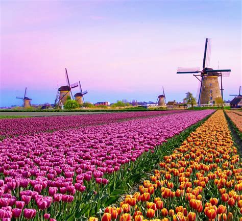 Best Time Of Year For Tulips In Holland To Do, Czyli Lista Moich ...