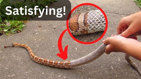 Snake Shedding Skin! (Satisfying) - YouTube