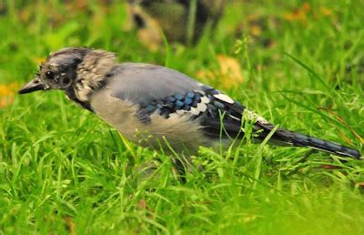 One Jackdaw Birding: Changing Feathers